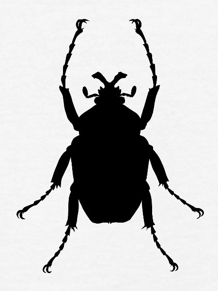 Afrikanischer Goliathkäfer
