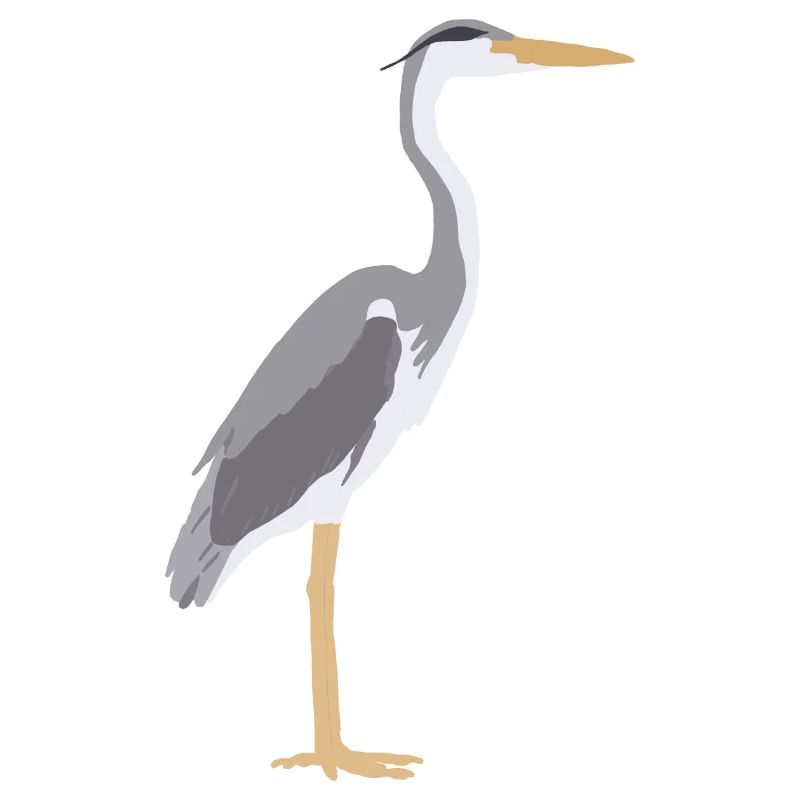 grey heron