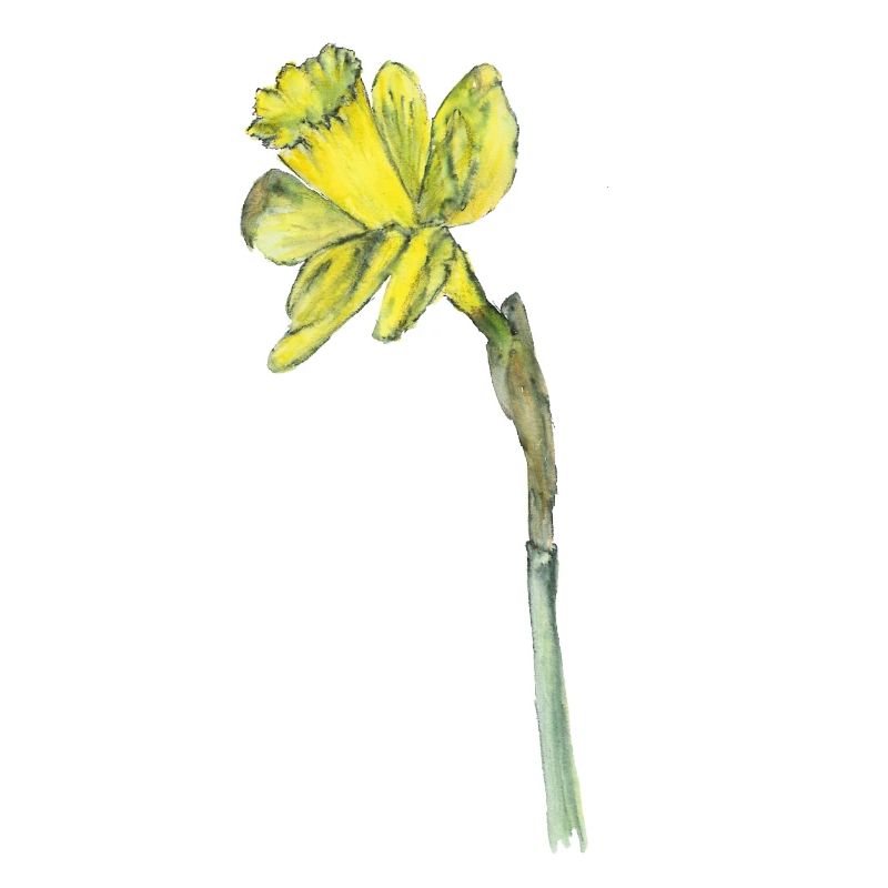 daffodil