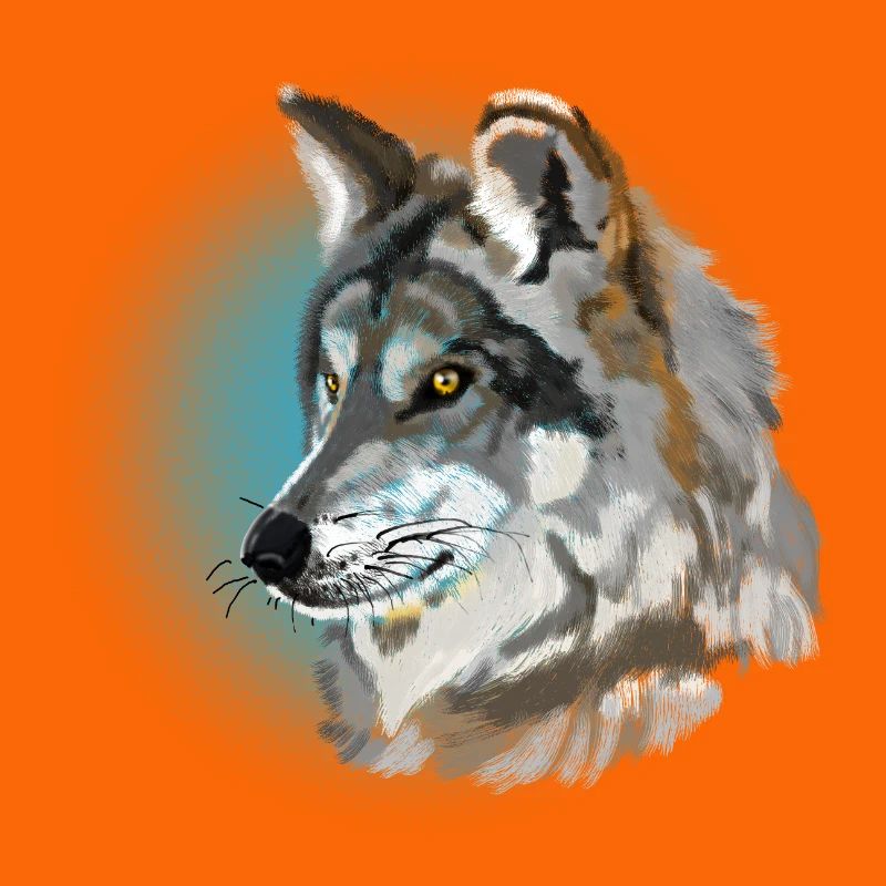 wolf