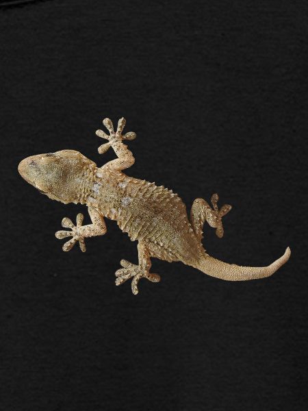 Gecko