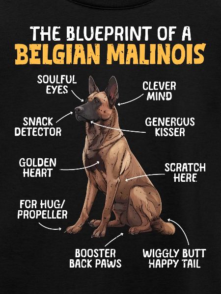 Owczarek belgijski PLAN BEGLIAN