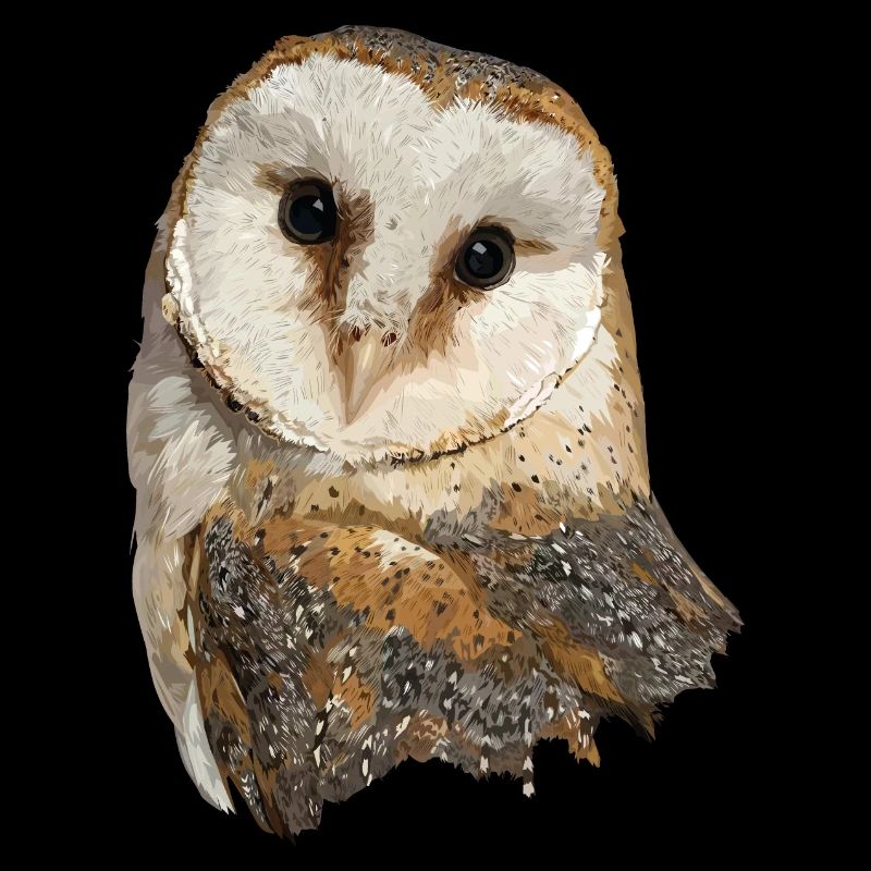 Barn owl