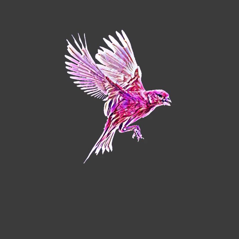 bird