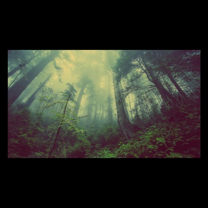 Wald-Natur-Bäume-Nebel/Geschenk/GeschenksIdee