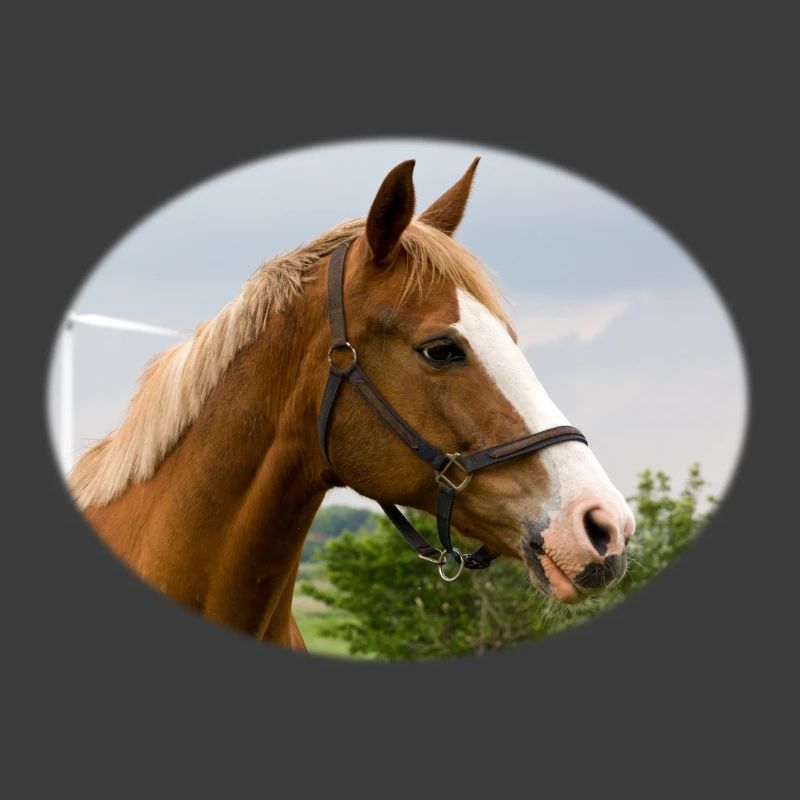 Horse. Pferd.