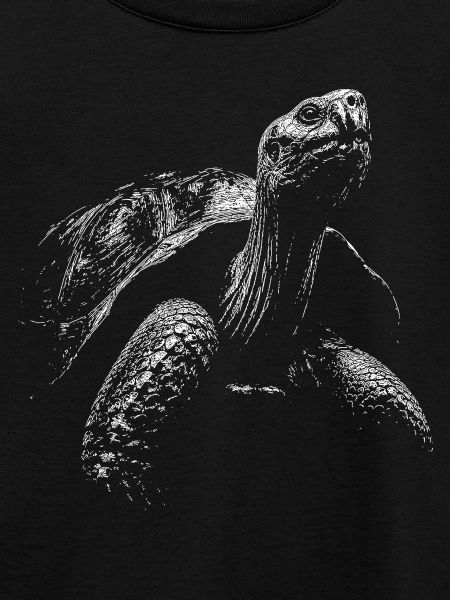 Schildkröte