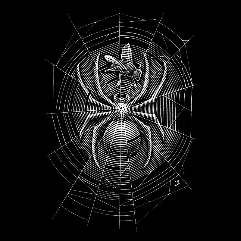 Spider Web