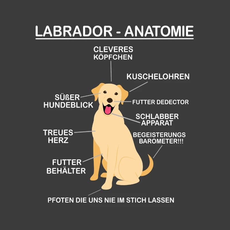 Anatomie eines Labradors - Labrador Hundebesitzer