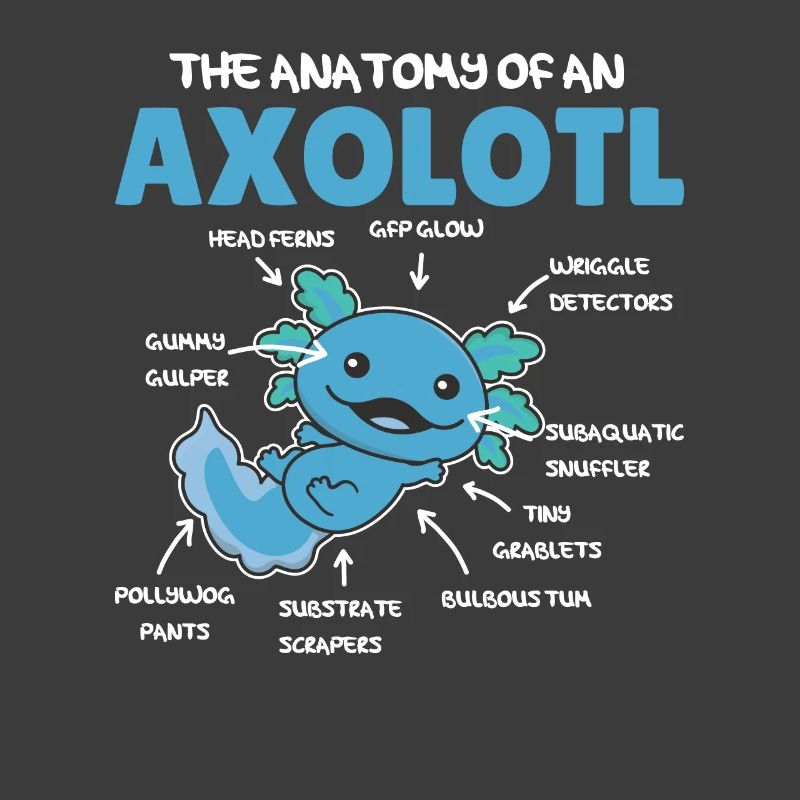 Axolotl Explication Anatomie d’un Axolotl