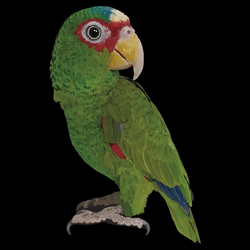 The white-fronted parrot