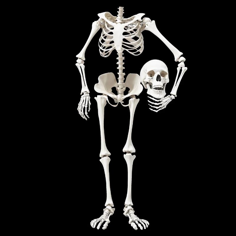 Skeleton Costume Funny Halloween Carnival Headless
