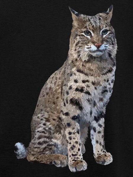 Luchs