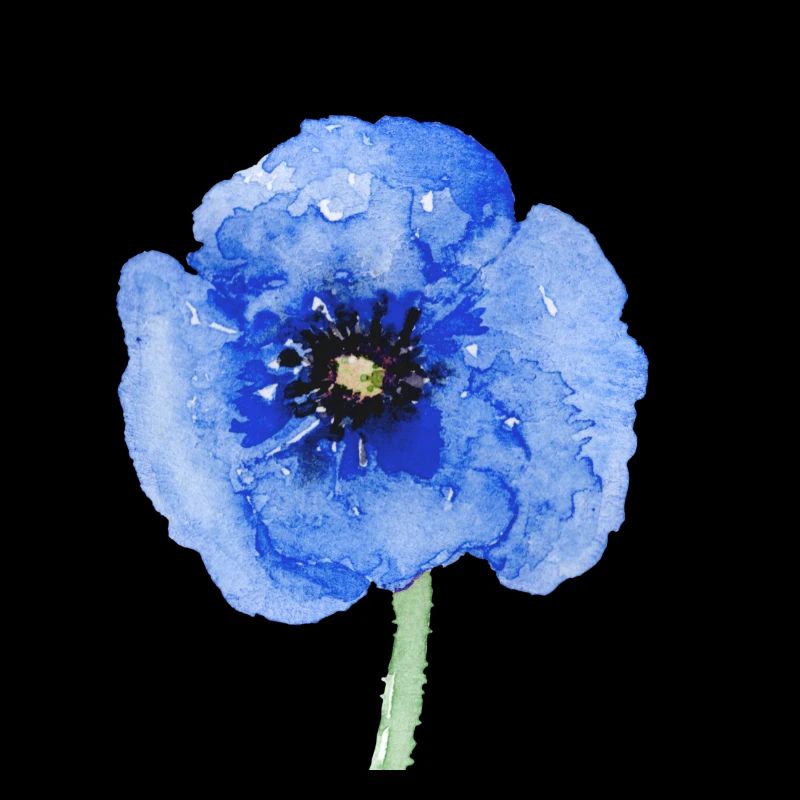 Blume