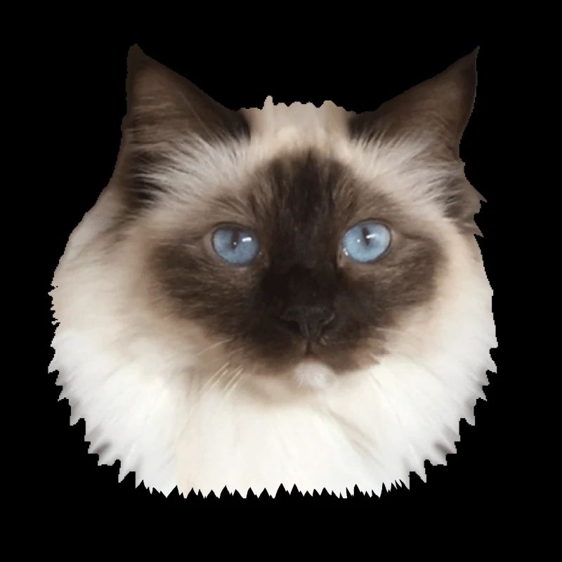 Fluffy Kitty