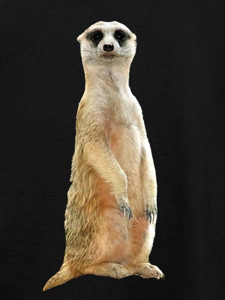 Erdmännchen