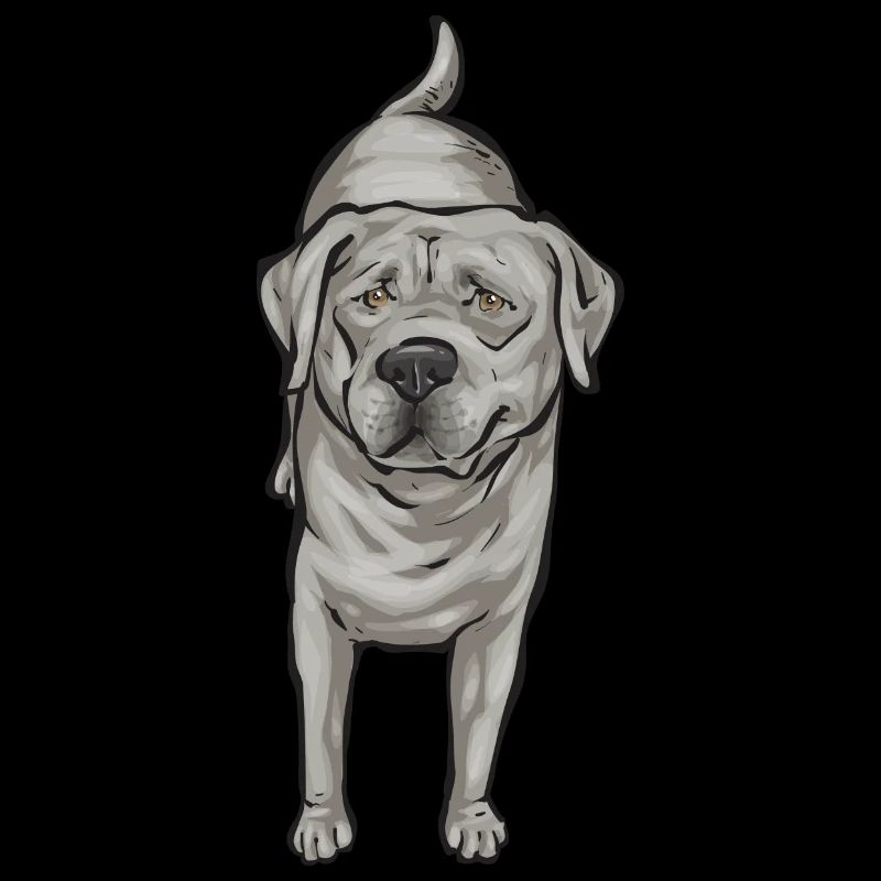 Silver Labrador Retriever Silver Lab