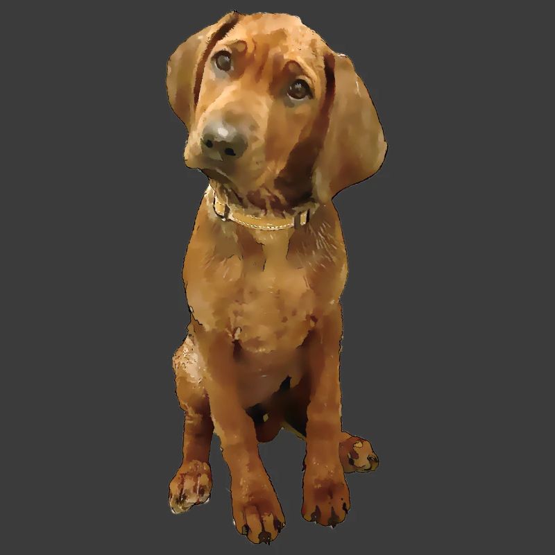 Dog breed Ridgeback