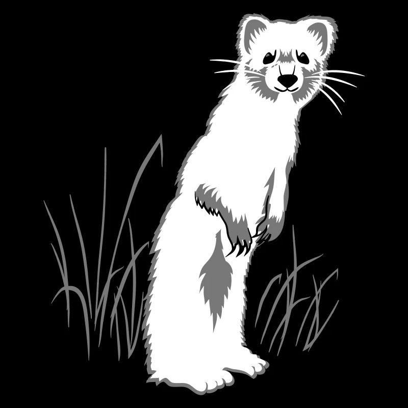 Weasel on meadow