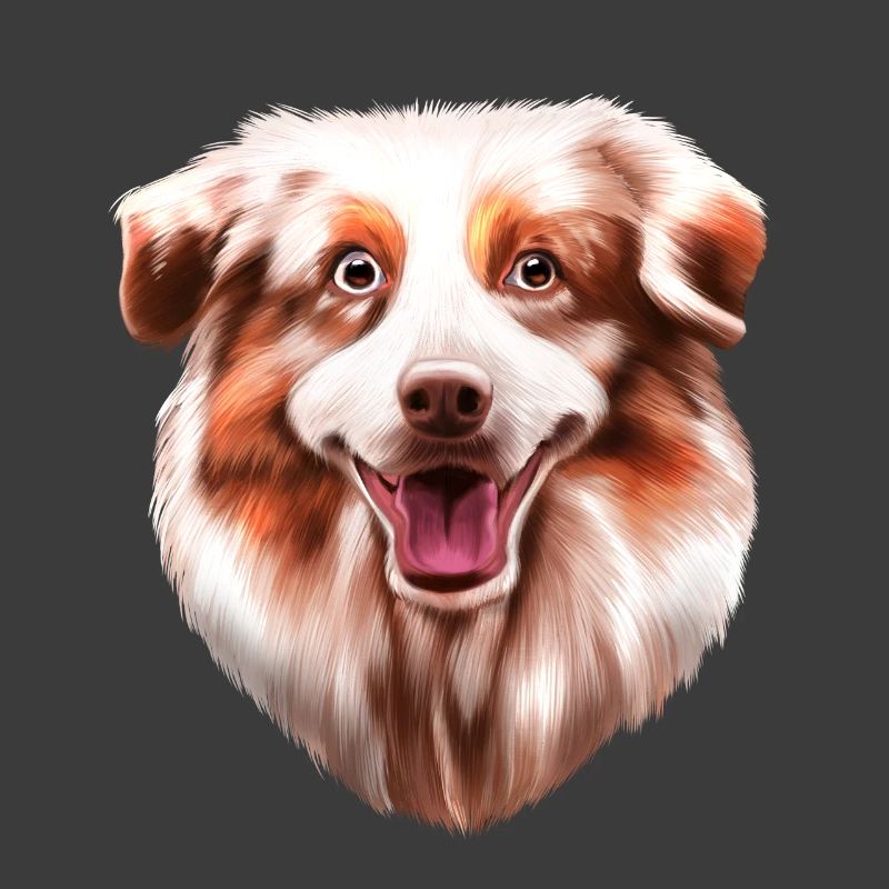 Australian Shepherd Aussie