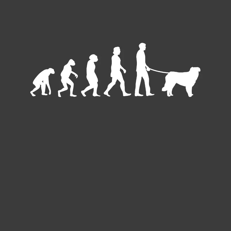 Évolution de Kuvasz