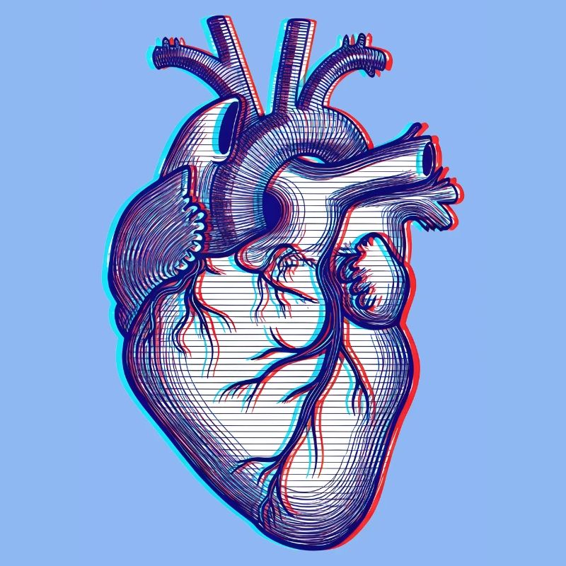 Anatomisk hjerte