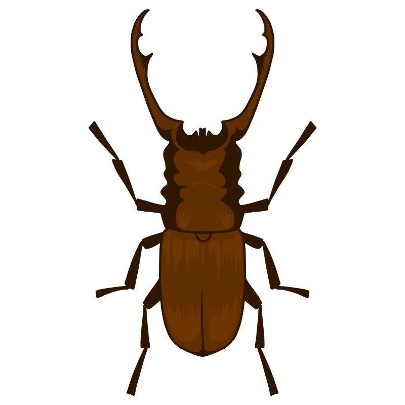 Hirschkäfer Lucanus cervus Schröter Insekt