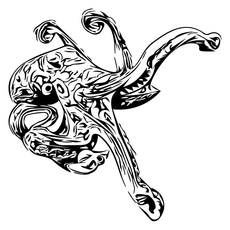 Octopus Octopus octopus squid