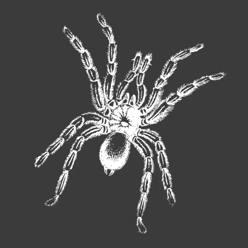 araignée