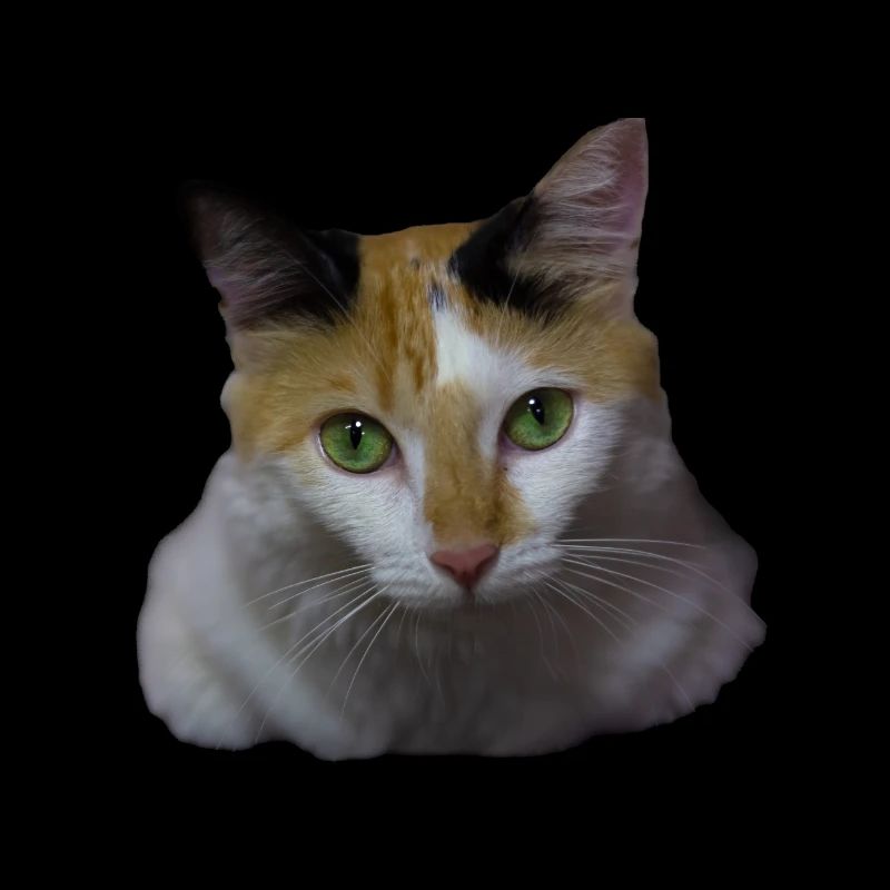 Nina la chatte