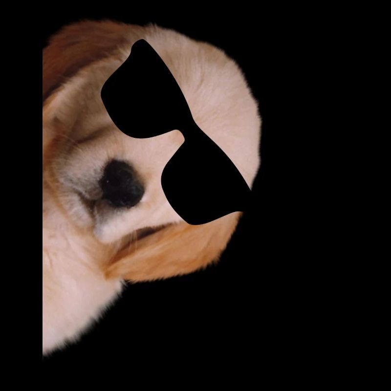 Retriever doré avec des lunettes de soleil