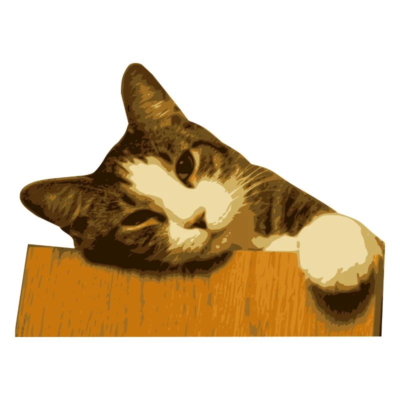 CAT COLLECTION 2017