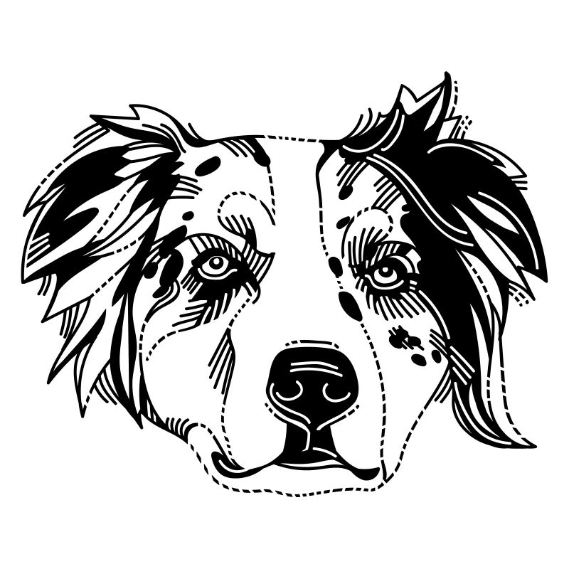 Australian Shepherd