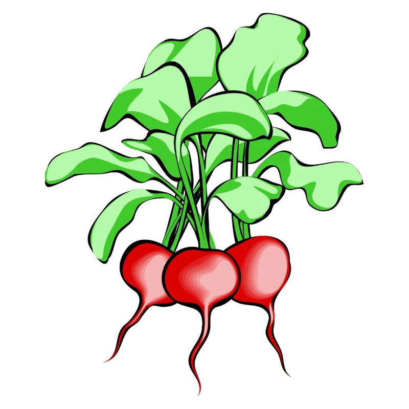 Radieschen. Geschenkidee