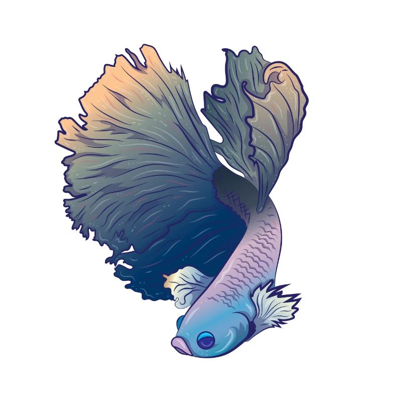 Betta Splenden's Fighting Fish Labyrinth Fish Gift