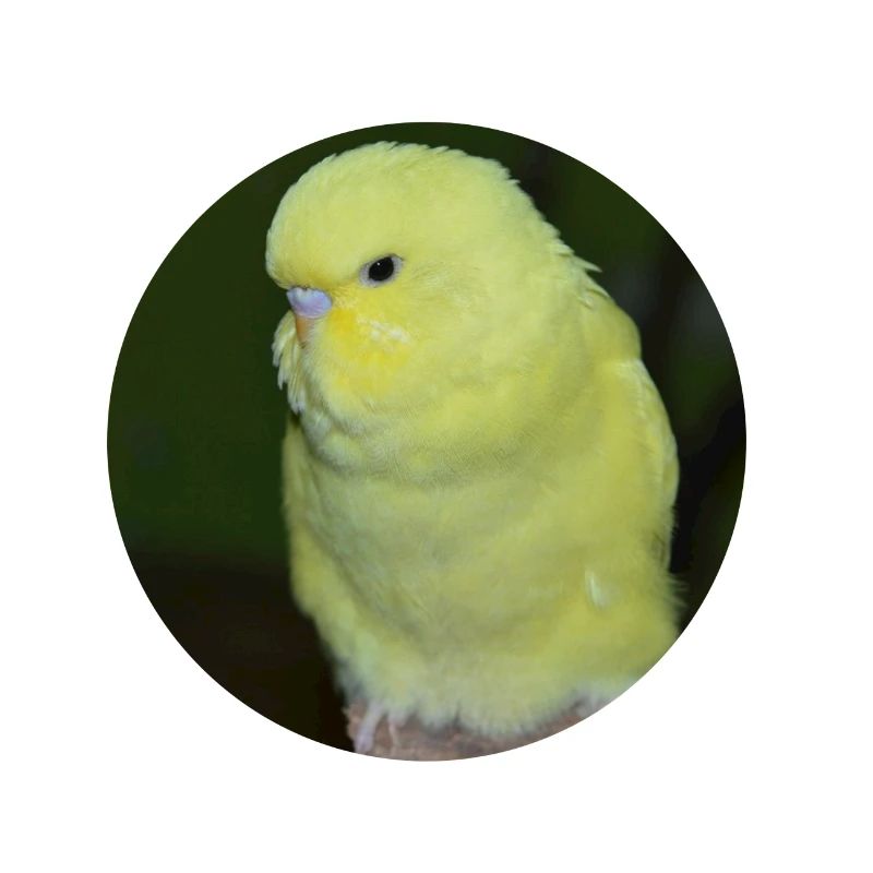 Perruche perruche jaune