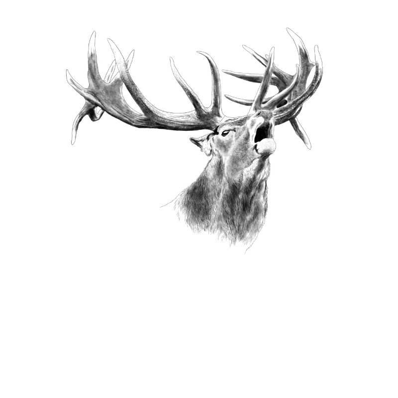Hirsch