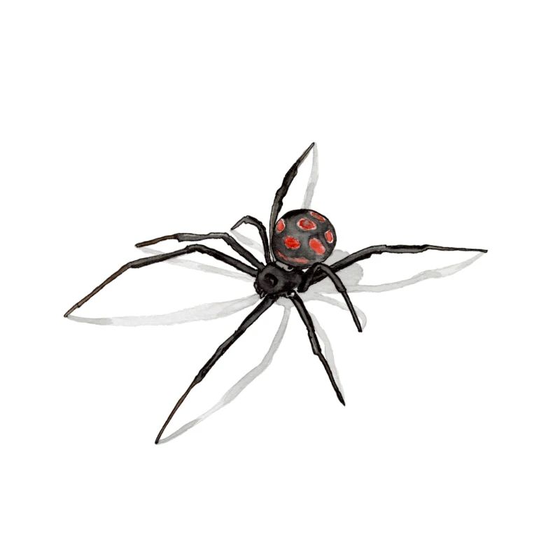 Spider with Shadow - Black Widow - Drawing