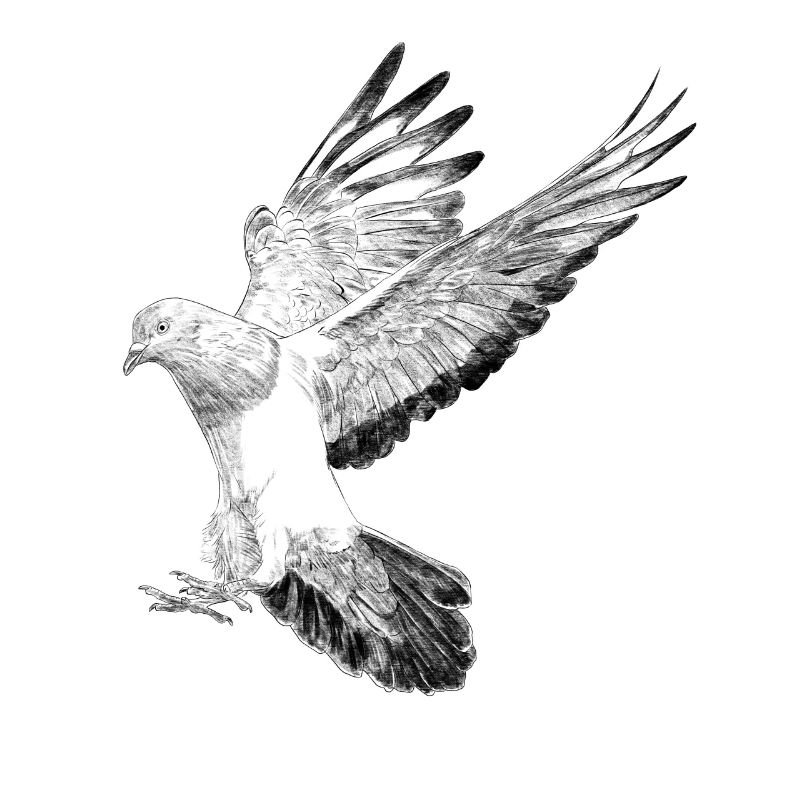 Pigeon volant