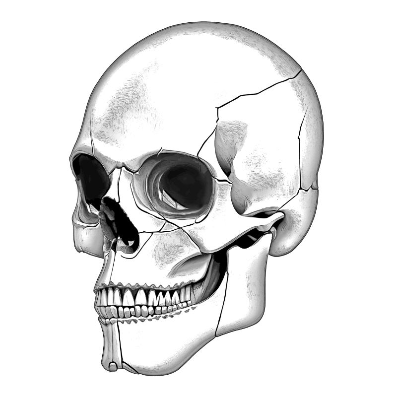 Skull Skull Side Graphic