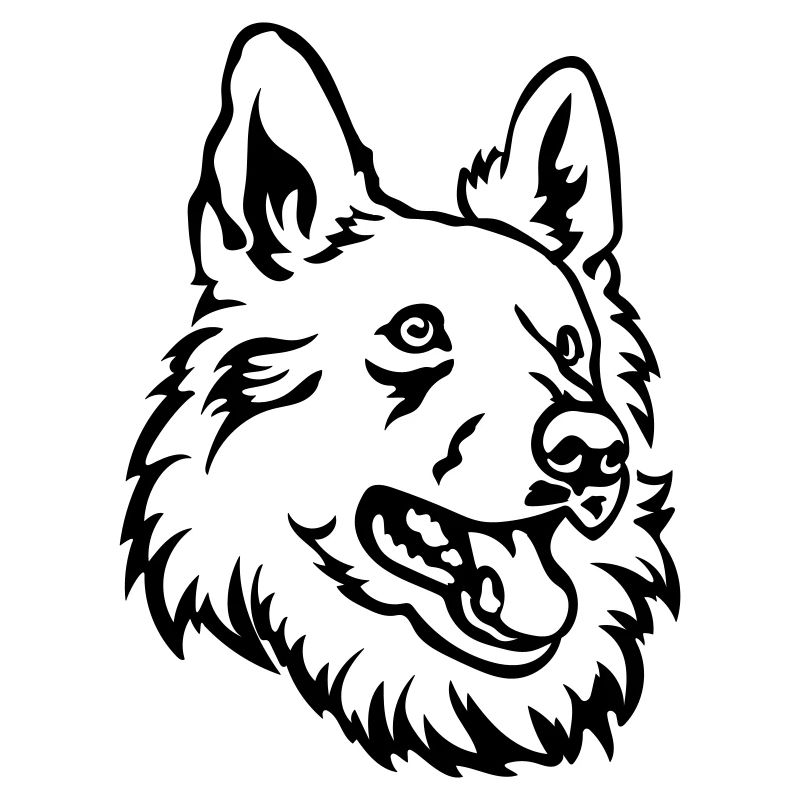 Schweizer Schäferhund Kopf