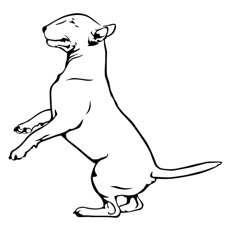 Dancing Bull Terrier