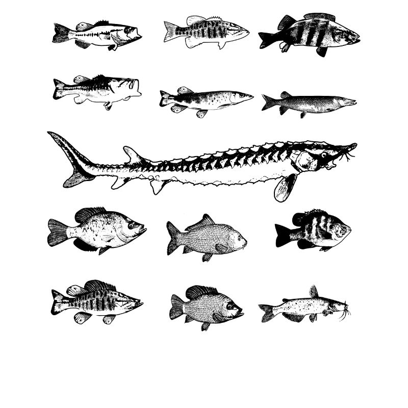 13 Types de poissons d'eau douce Conception de cadeaux Pêche