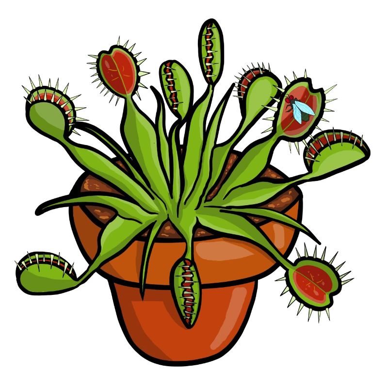 Carnivorous plant Venus flytrap plant