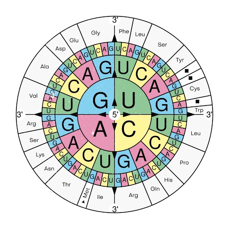 Biochimie RNA Codon Code Sun Grunge Look