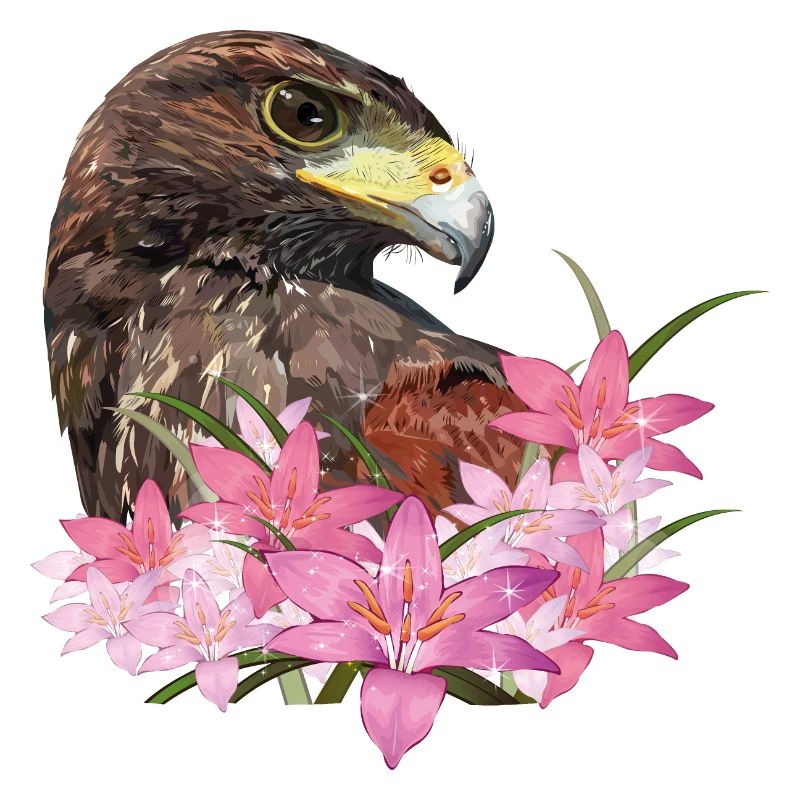 harris hawk