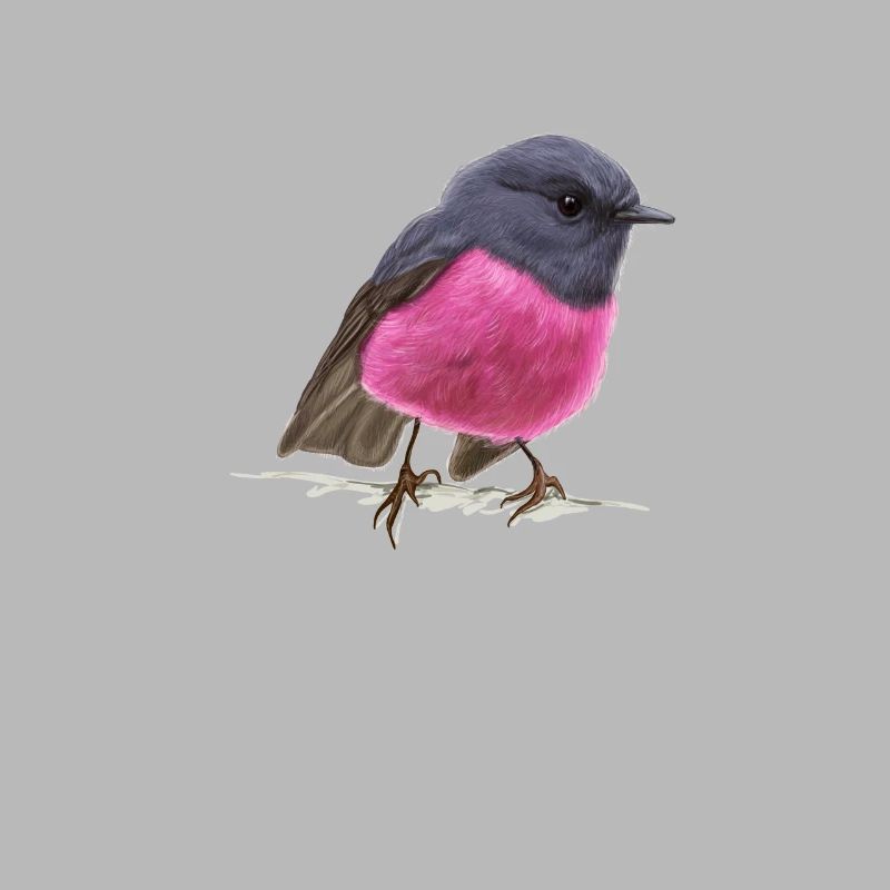 coole Vogel Pink Robin Geschenkidee