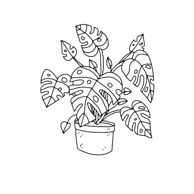 Monstera Window Leaf