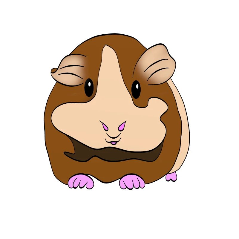 Cochon d'Inde - Cochon d'Inde