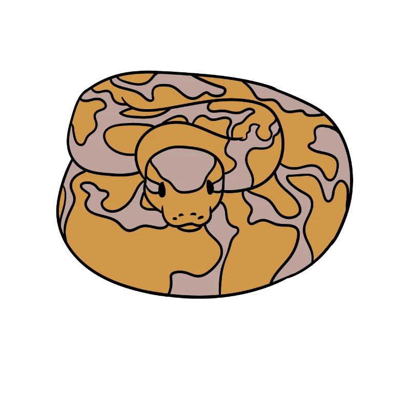 Ball python snake